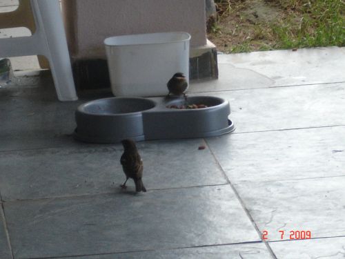 Invasão no Sítio das Meninas