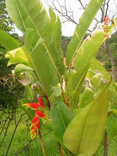 Bananeira de Jardim