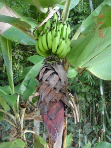 Bananeira